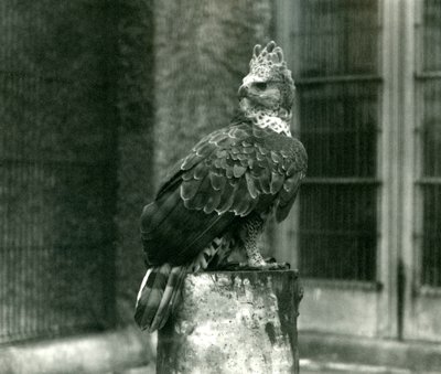 A Crowned Eagle at London Zoo, June 1922 by Frederick William Bond